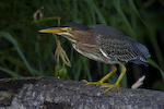 Green Heron